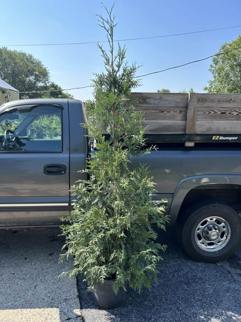 Spring Grove Nursery (5)