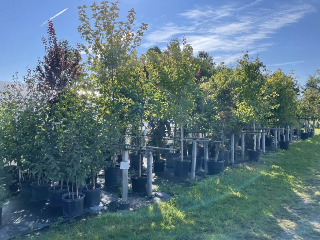 Spring Grove Nursery (6)