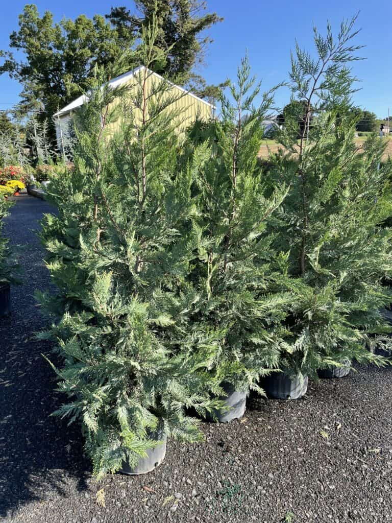 Spring Grove Nursery (7)