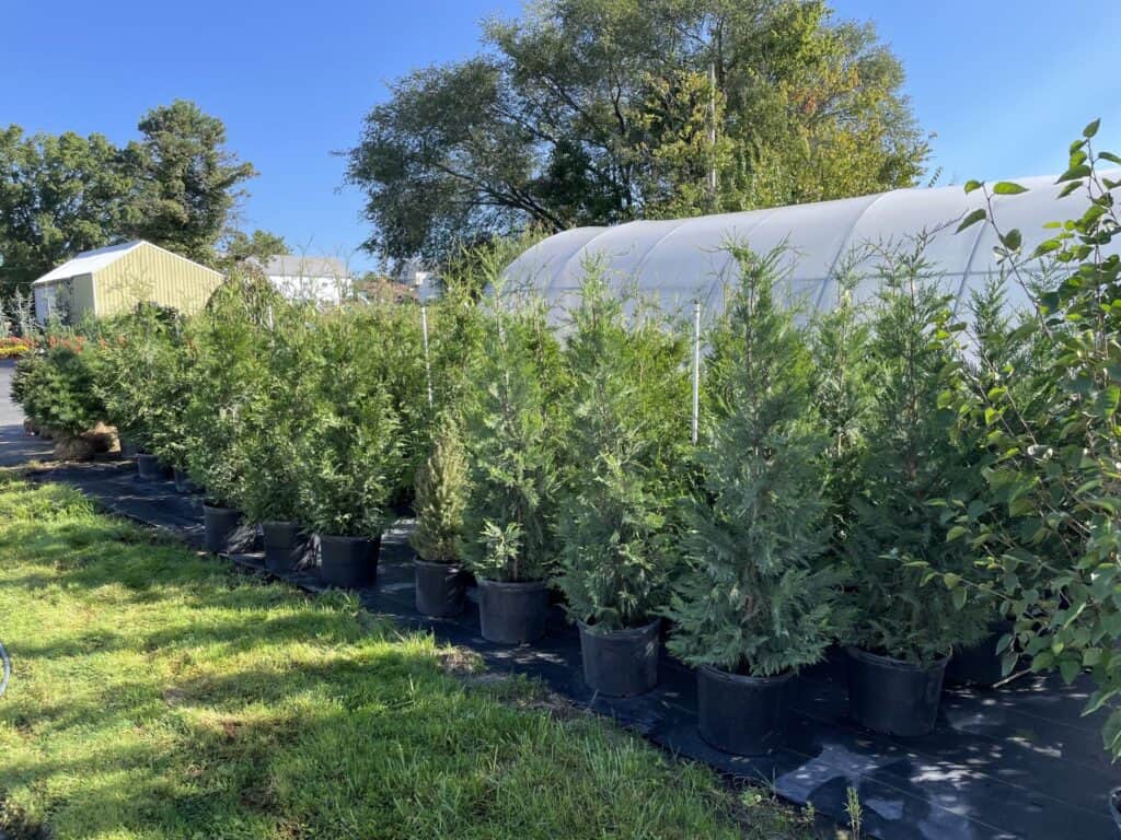 Spring Grove Nursery (8)