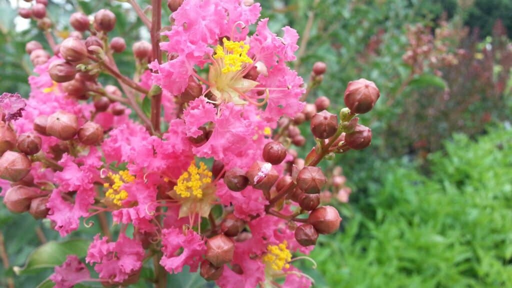 Spring Grove Nursery (9)