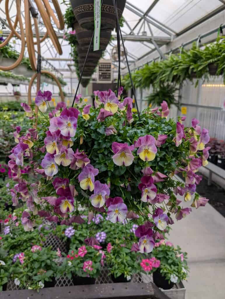 Briar Rose Greenhouse (11)