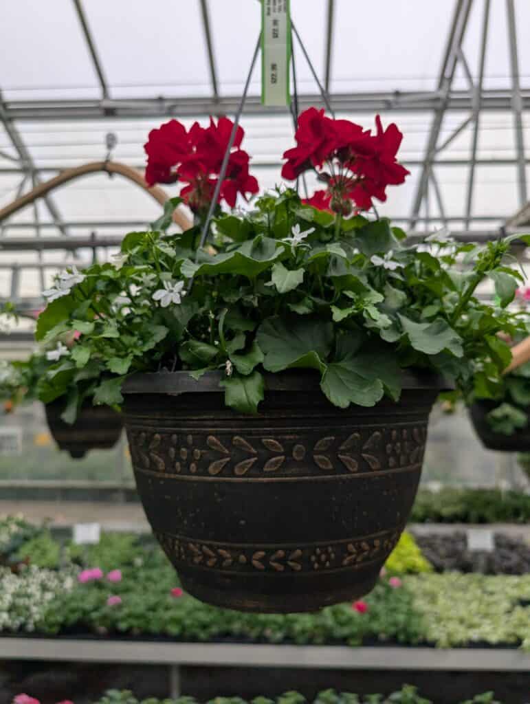 Briar Rose Greenhouse (12)