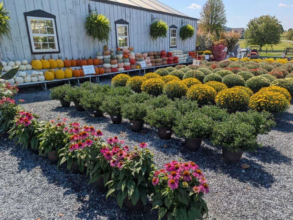 Briar Rose Greenhouse (18)