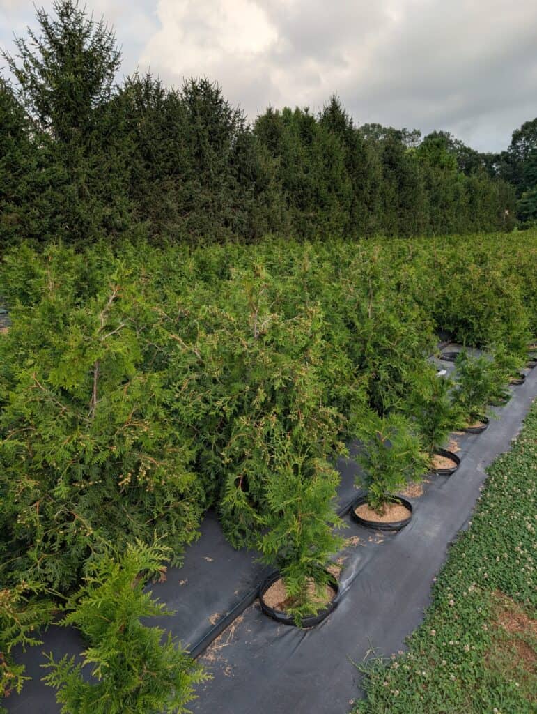 Briar Rose Greenhouse (26)