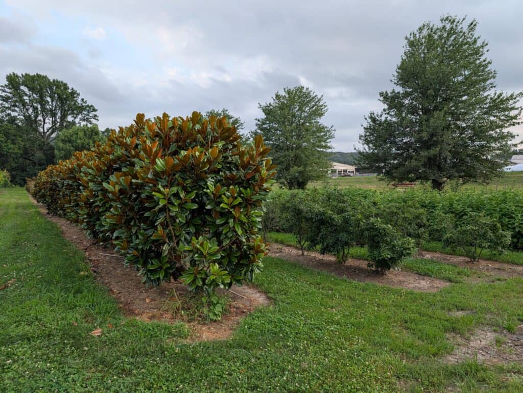 Briar Rose Greenhouse (27)