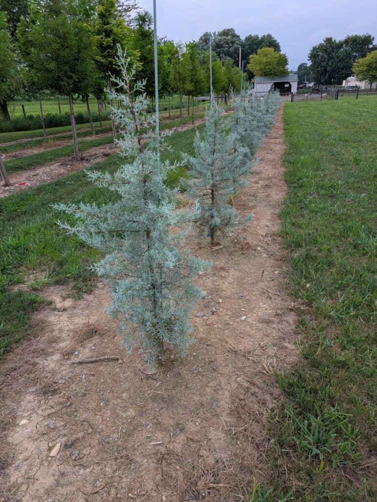 Briar Rose Greenhouse (28)