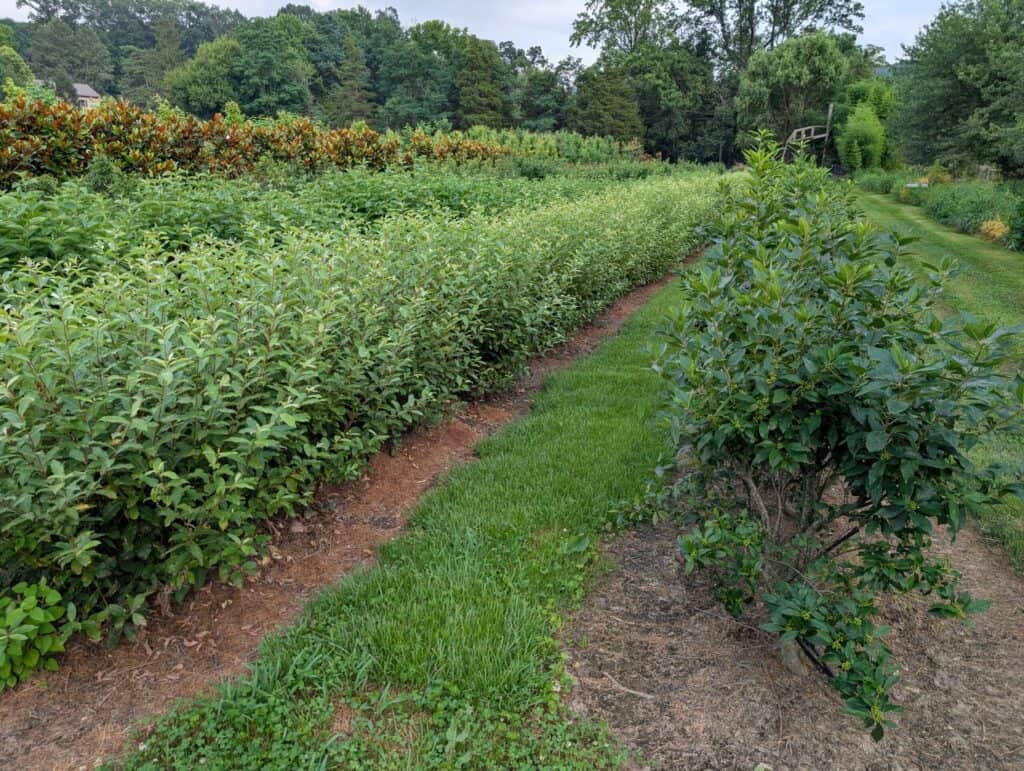 Briar Rose Greenhouse (29)