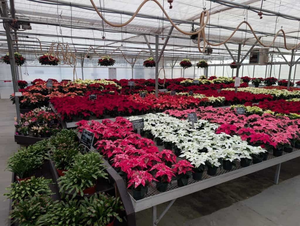 Briar Rose Greenhouse (32)