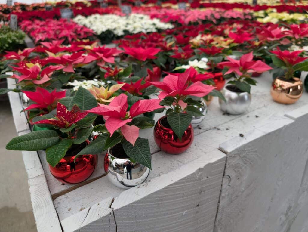 Briar Rose Greenhouse (34)