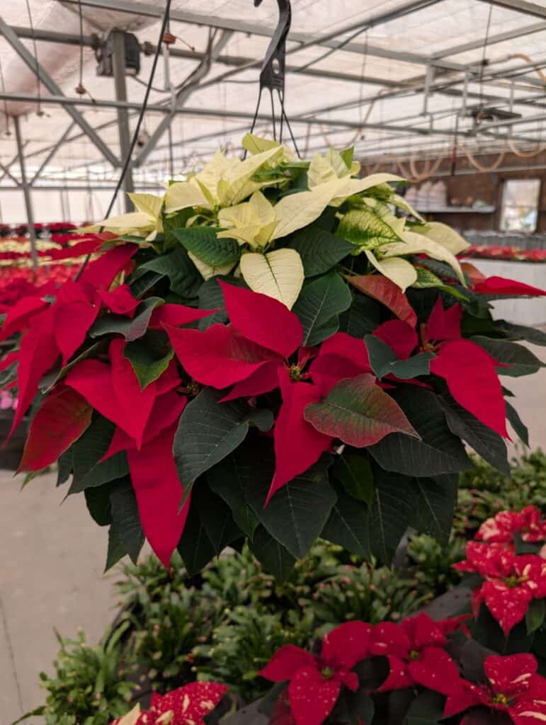 Briar Rose Greenhouse (37)