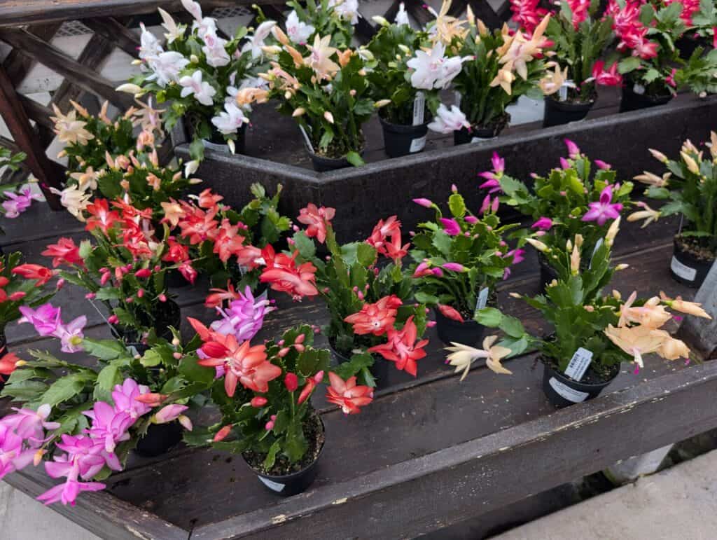 Briar Rose Greenhouse (39)