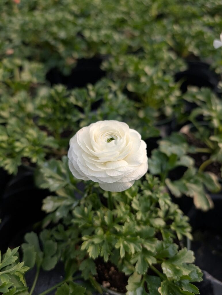 Briar Rose Greenhouse (40)