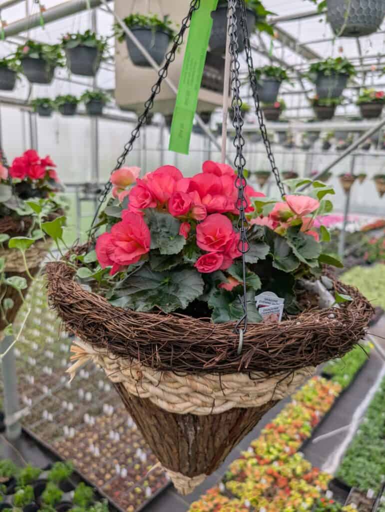 Briar Rose Greenhouse (42)