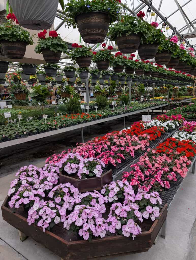 Briar Rose Greenhouse (49)