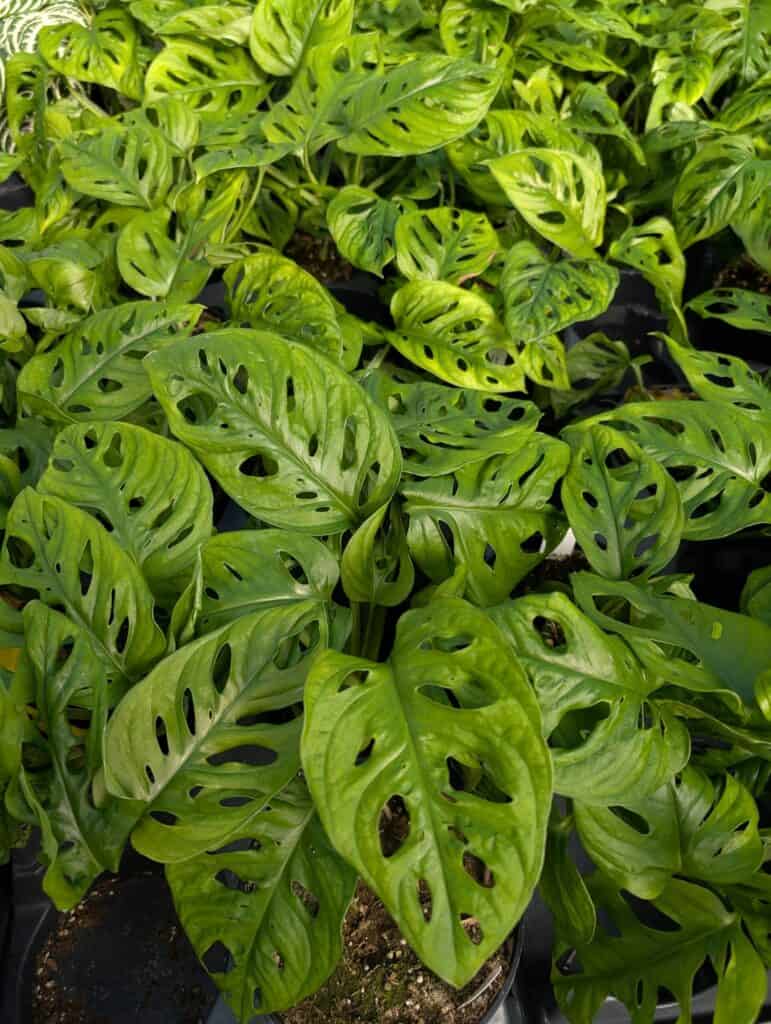 Briar Rose Greenhouse (5)