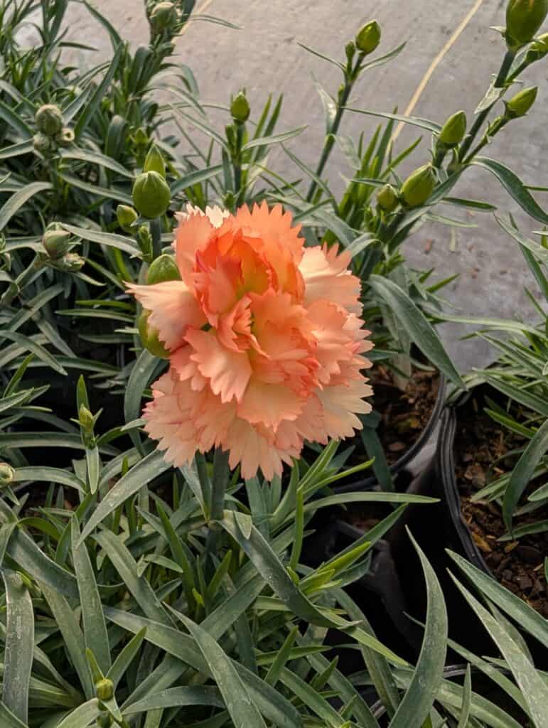 Briar Rose Greenhouse (6)