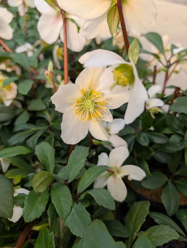 Briar Rose Greenhouse (7)