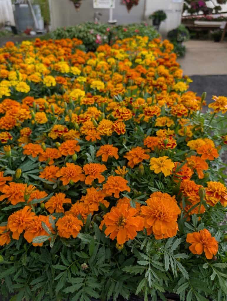 Cedar Side Produce & Greenhouse (12)