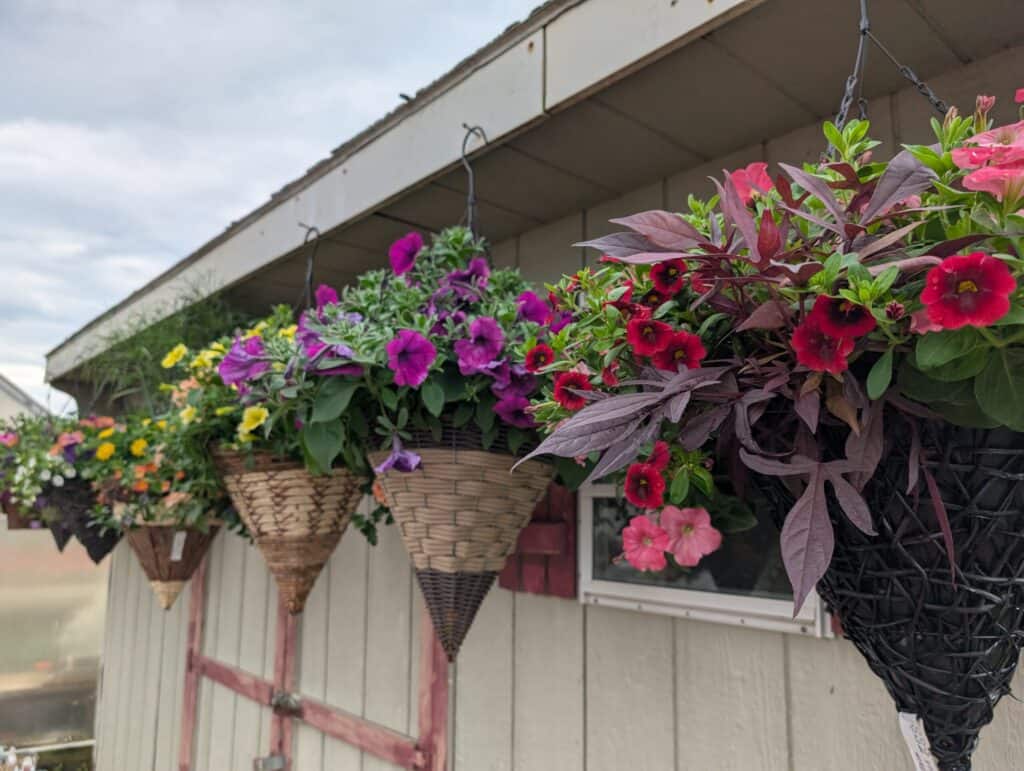 Cedar Side Produce & Greenhouse (14)