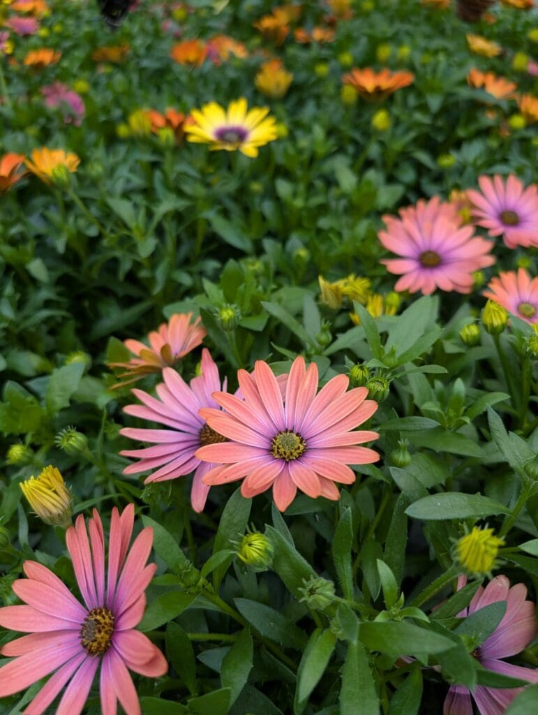 Cedar Side Produce & Greenhouse (34)