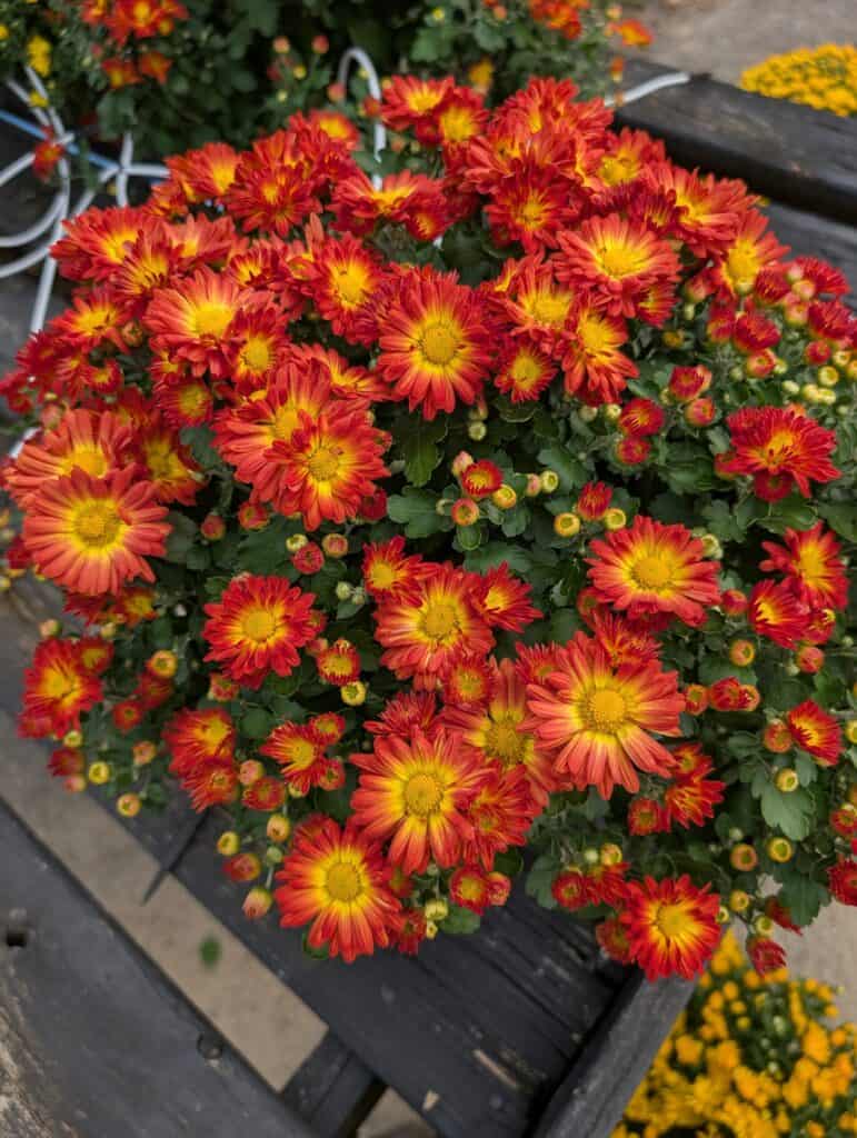 Cedar Side Produce & Greenhouse (55)