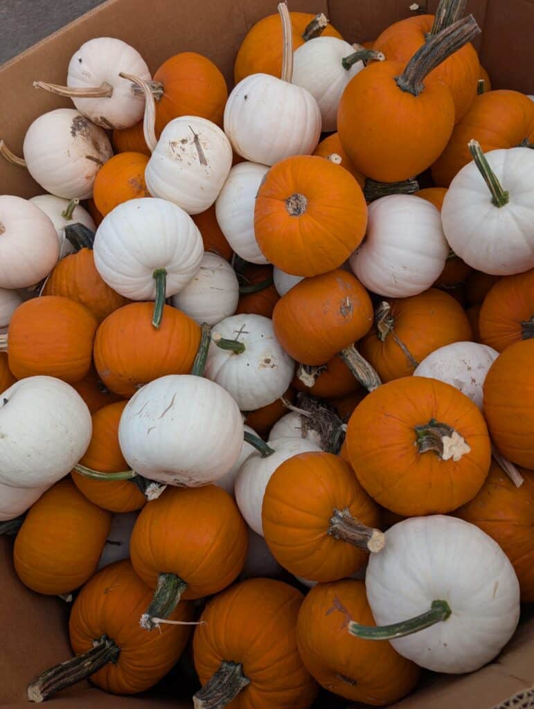 Cedar Side Produce & Greenhouse (62)