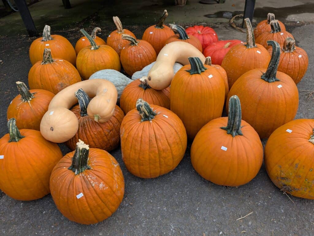 Cedar Side Produce & Greenhouse (64)