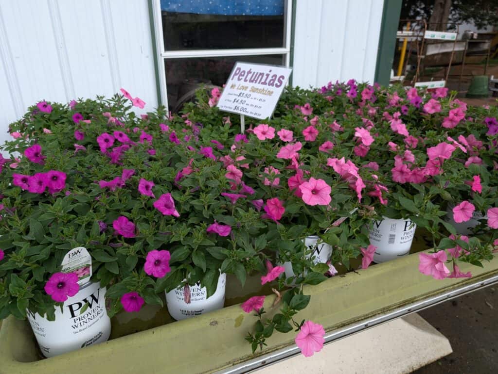 Cedar Side Produce & Greenhouse (79)