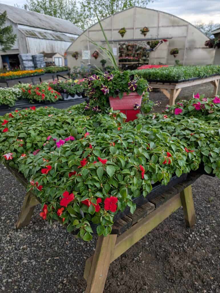 Cedar Side Produce & Greenhouse (83)