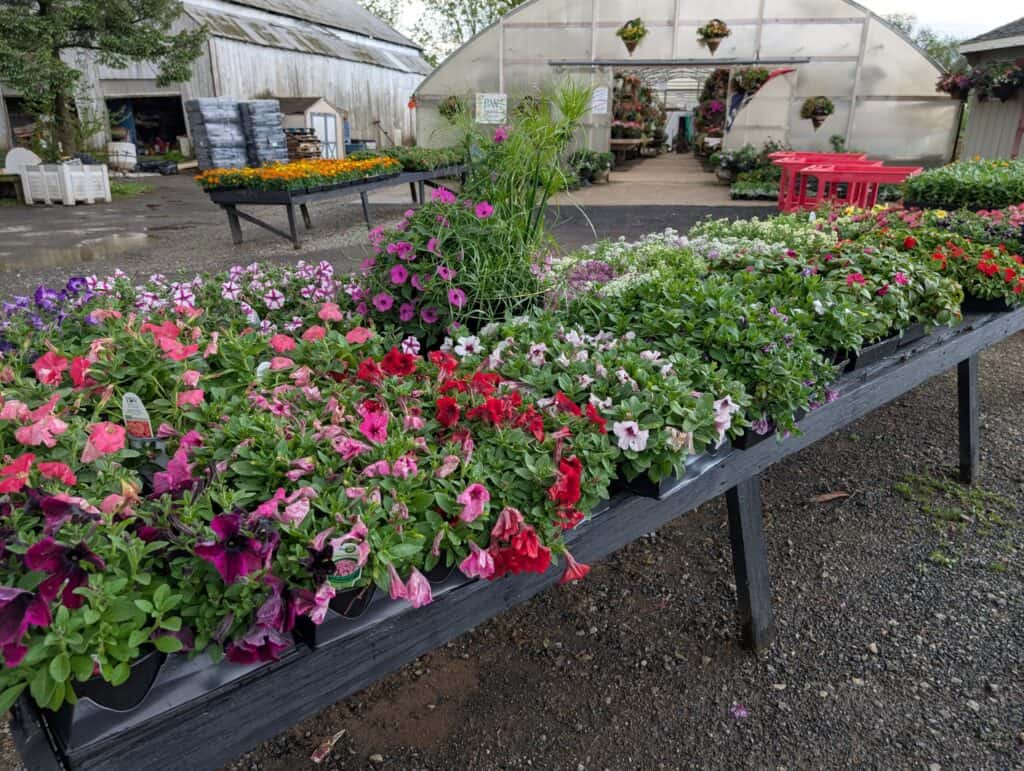 Cedar Side Produce & Greenhouse (84)