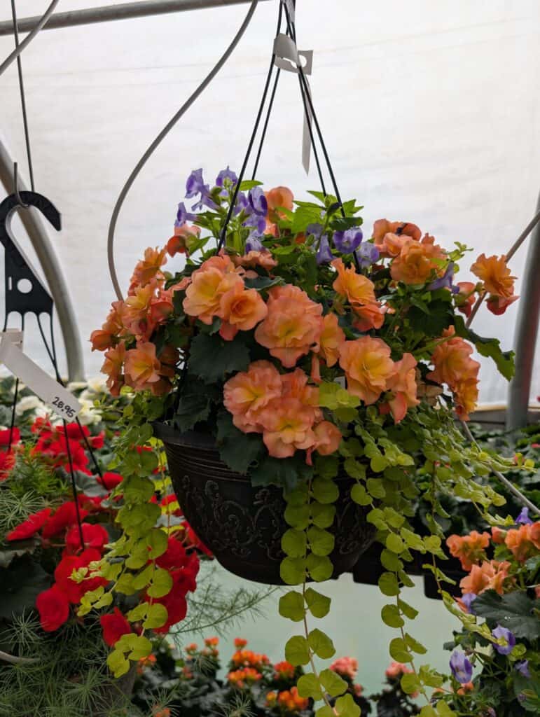 Landisville Greenhouse (10)