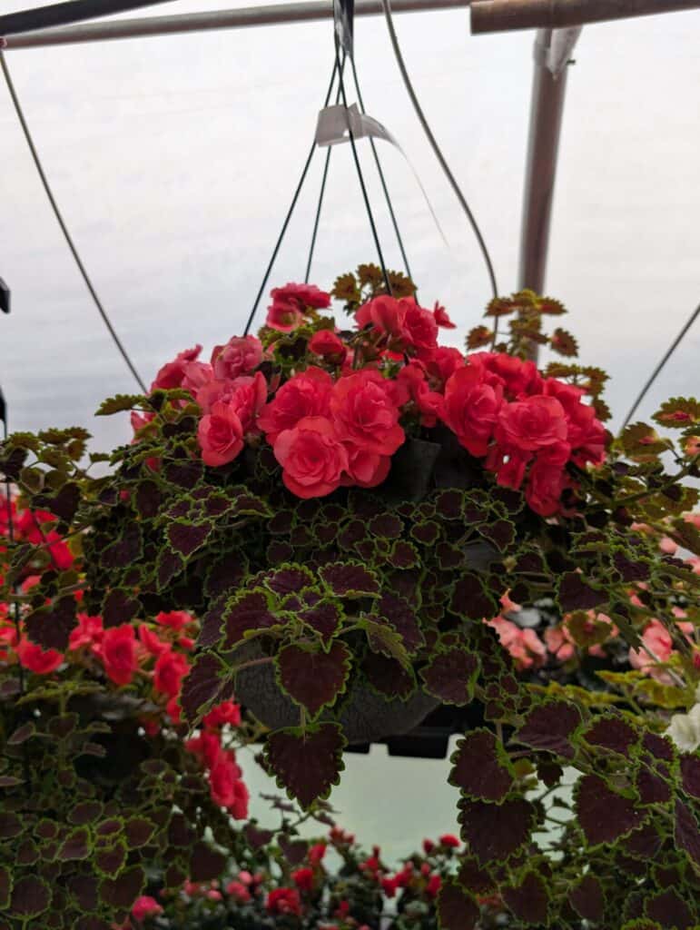 Landisville Greenhouse (11)