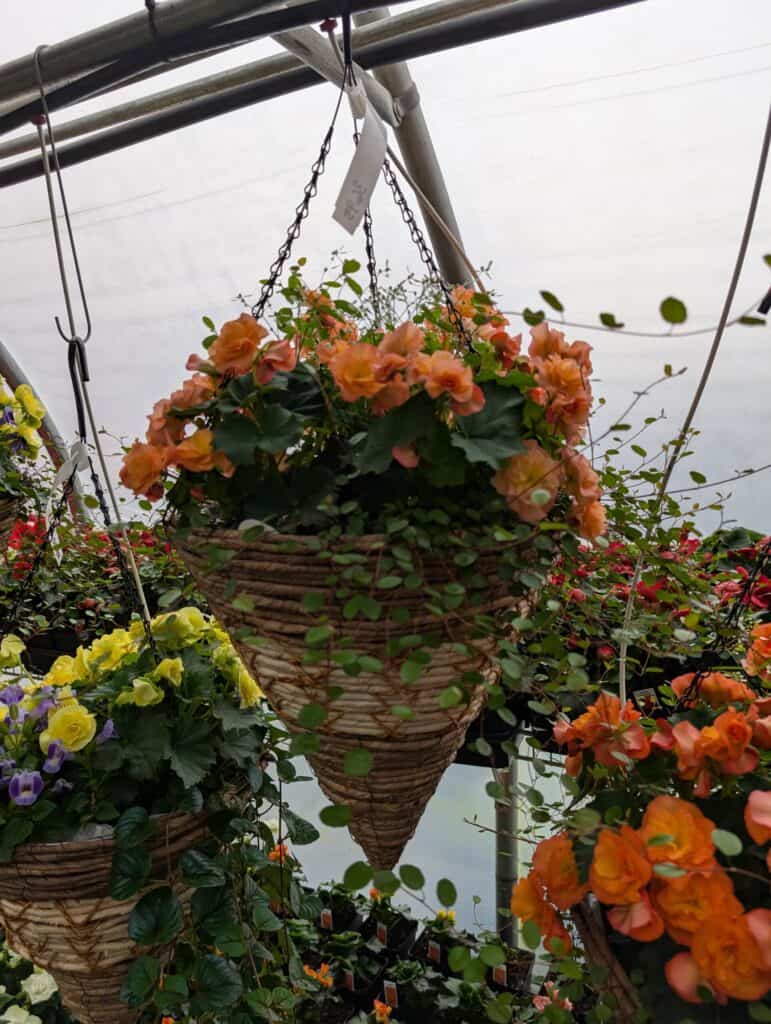 Landisville Greenhouse (13)