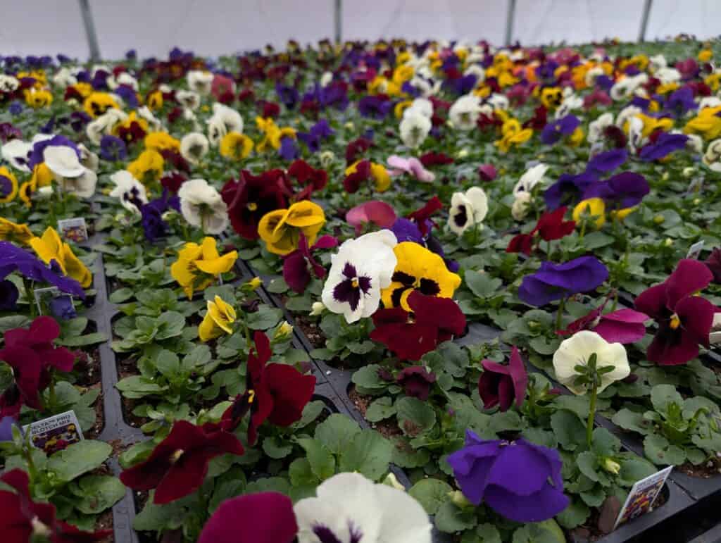 Landisville Greenhouse (6)