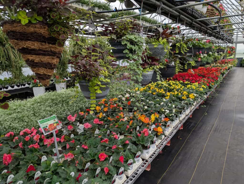 Landisville Greenhouse (7)