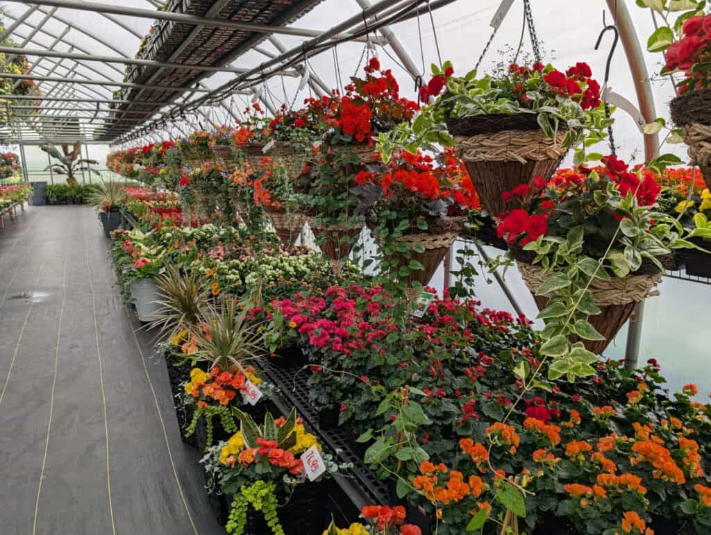 Landisville Greenhouse (8)