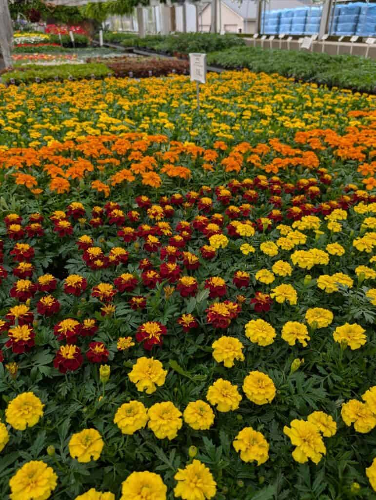 Leid's Greenhouse (11)