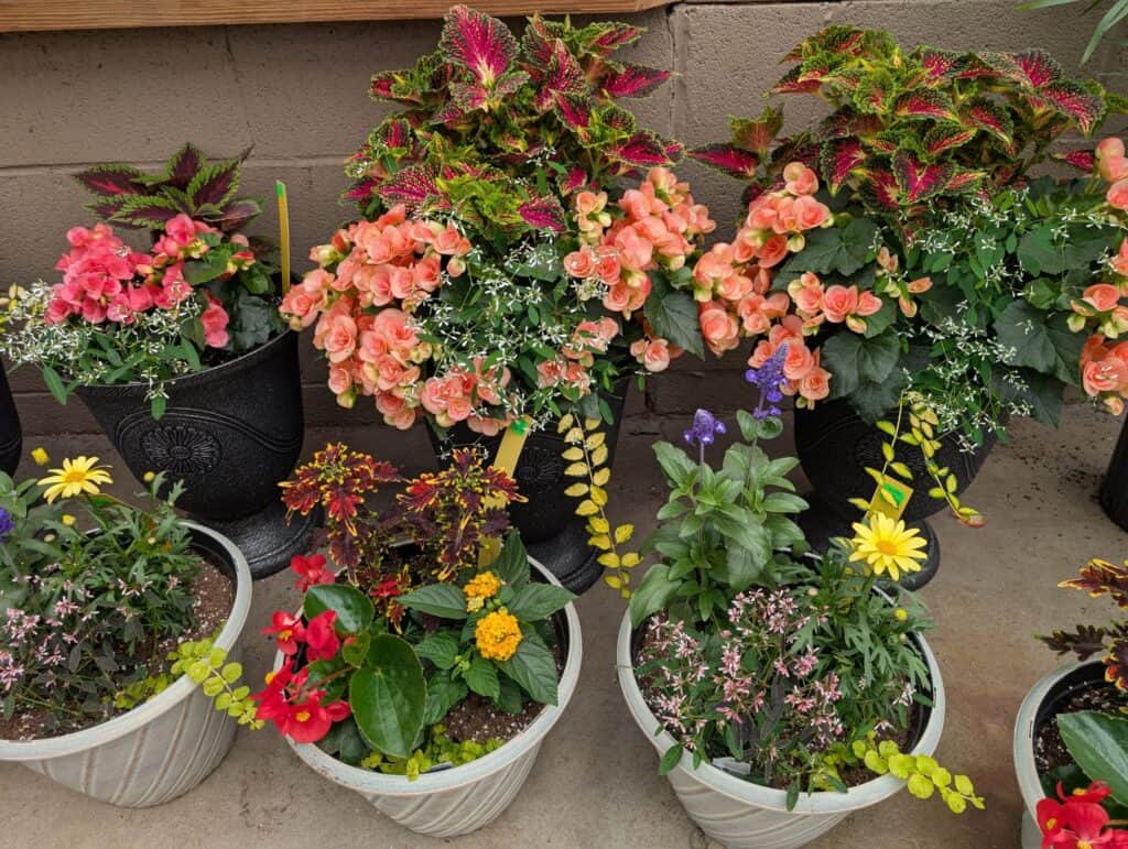 Leid's Greenhouse (12)