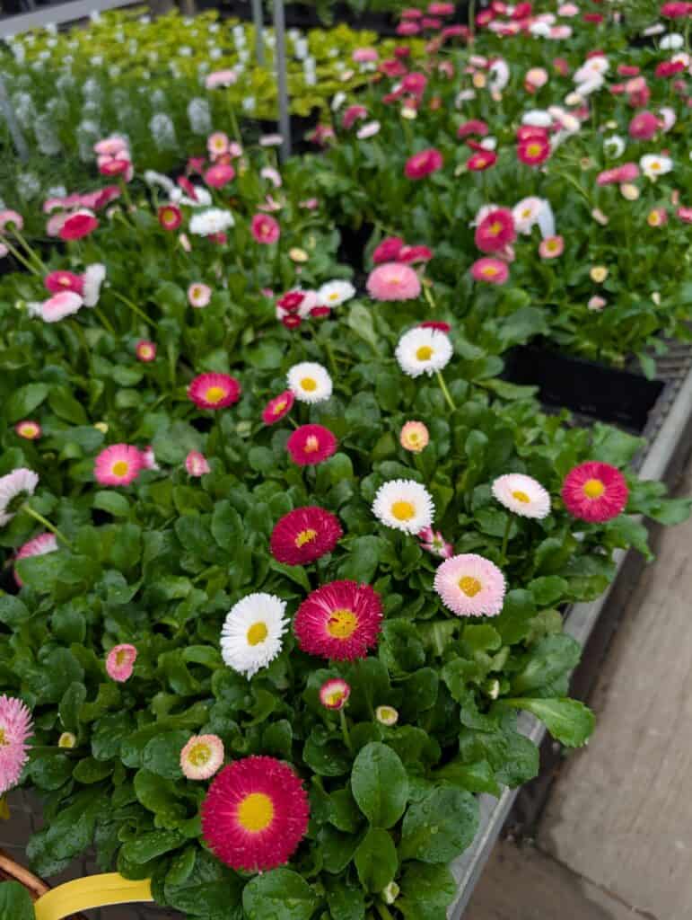 Leid's Greenhouse (13)