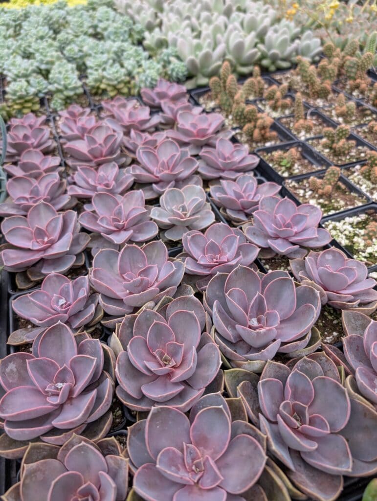 Leid's Greenhouse (14)