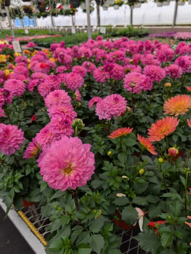 Leid's Greenhouse (15)