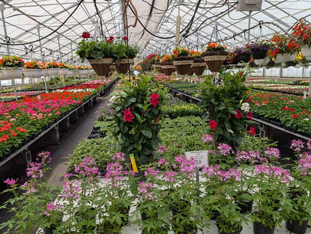 Leid's Greenhouse (16)