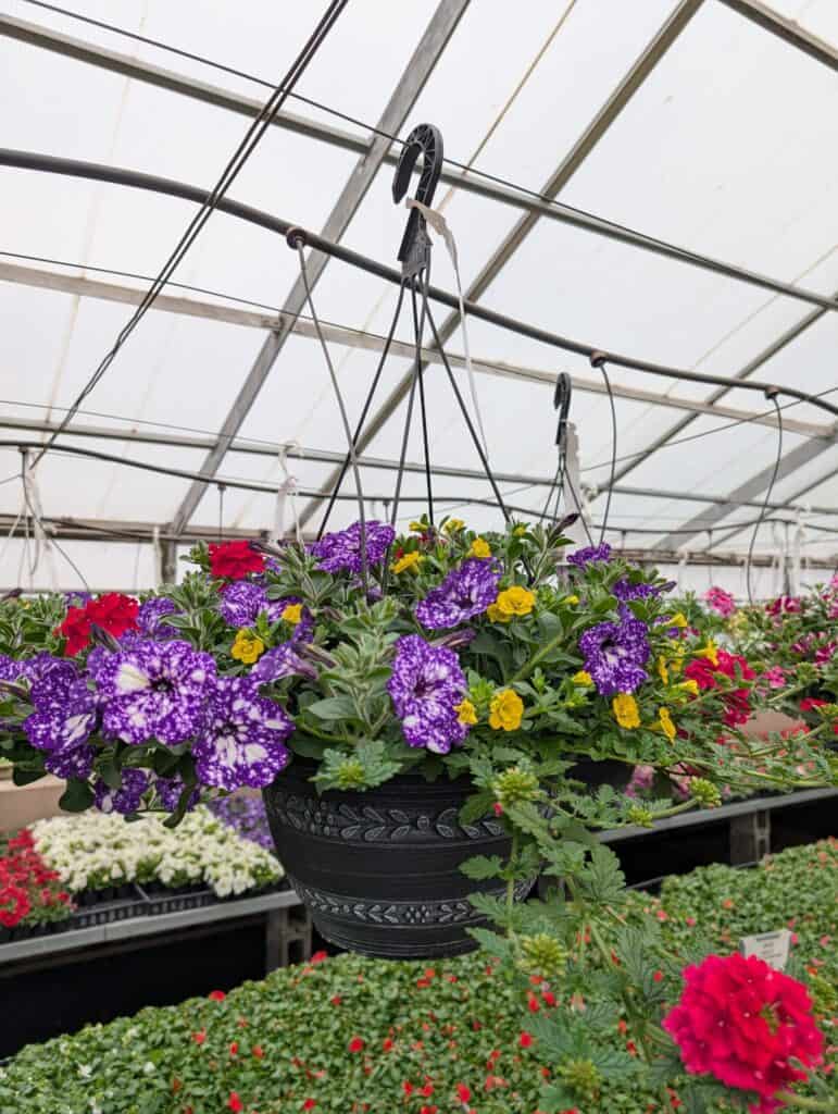 Leid's Greenhouse (19)