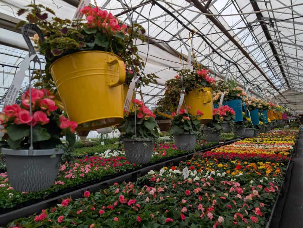 Leid's Greenhouse (21)