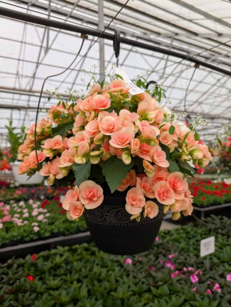 Leid's Greenhouse (22)