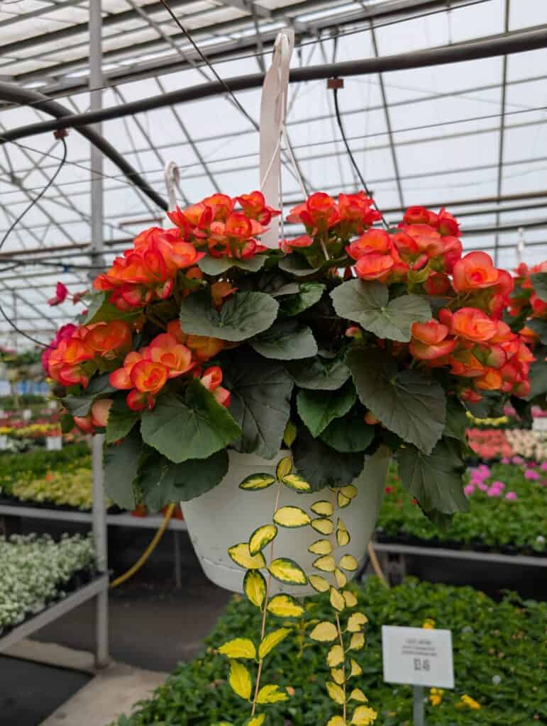 Leid's Greenhouse (23)