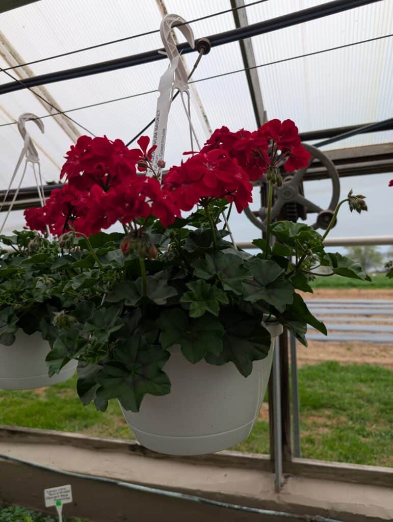 Leid's Greenhouse (24)