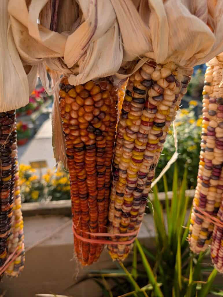 Leid's Greenhouse (27)