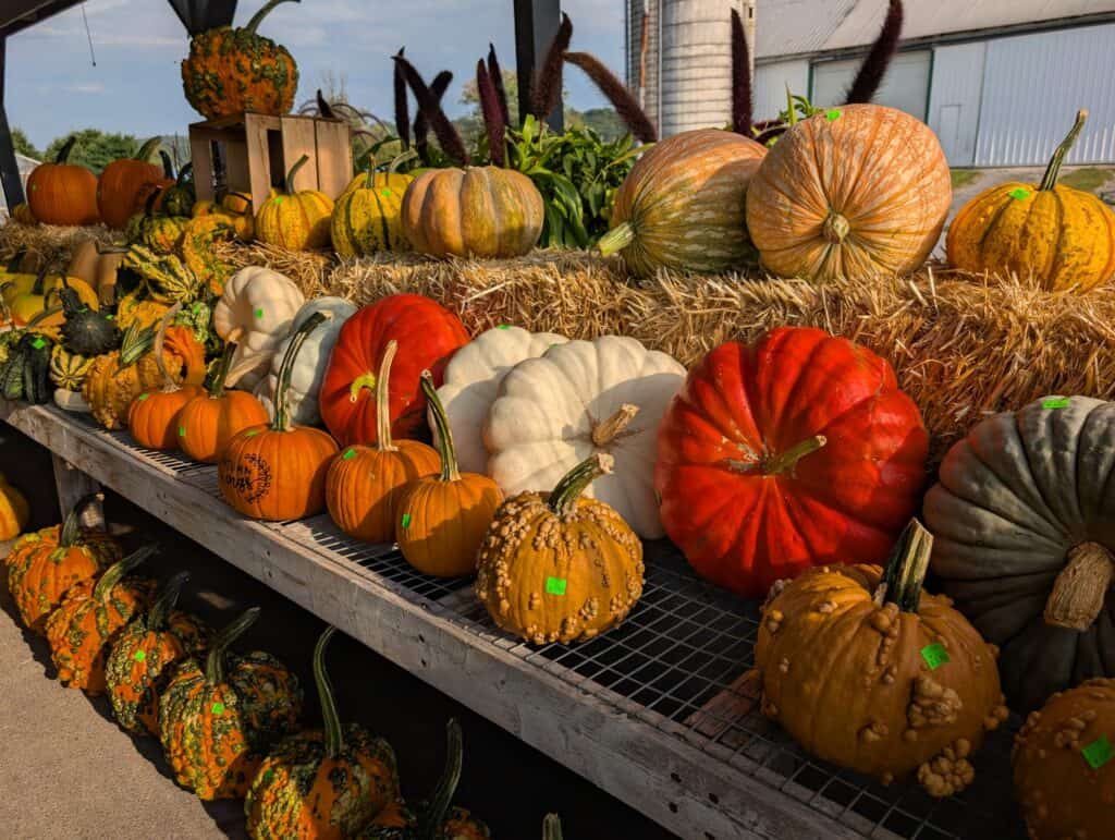 Leid's Greenhouse (7)